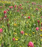 warming endangered alpine meadow
